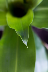 Close-up green palm tree growing in the garden vase.