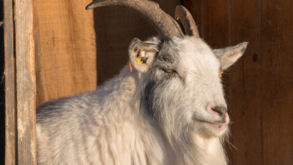 Koza goat geit  © Dreamnordno
