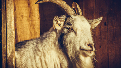 Koza goat geit  © Dreamnordno
