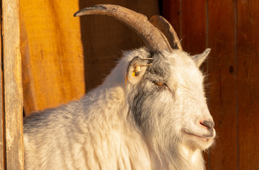 Koza goat geit  © Dreamnordno