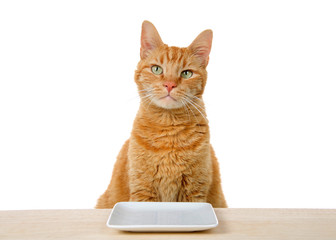 young orange tabby cat sitting at kitchen counter with white plate in front of him waiting for food expectantly, looking forward directly at viewer. Isolated on white background.
