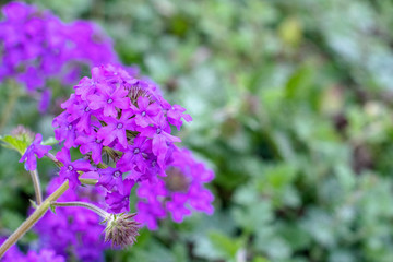 Blooming purple flower on textured green foliage background ~PURPLE HAZE~