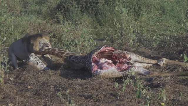 Lion Dragging Giraffe Carcass