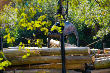 Grúa soltando madera en el camión.