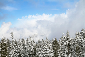 Snow settled on coniferous pine trees in mountain forest;  Beautiful clouds parting and blue sky appearing