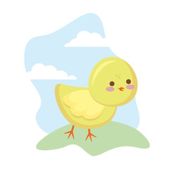 cute chicken animal in grass