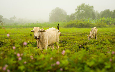 Fototapeta premium Asia cow grazing on green field / white cow eating on agriculture farm on countryside