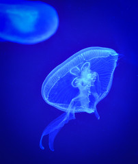 Sea Moon jellyfish blue swimming marine life underwater ocean on dark background