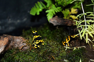 Yellow poison dart frog venom sitting on green moss
