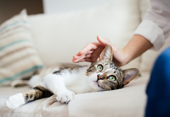 Cat and young woman on bed cuddling. Pet love.