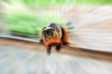 Rat or red squirrel brown fur in rotate blur and selective focus