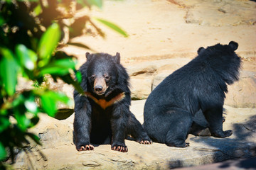 Fototapeta na wymiar Asiatic black bear relax near water pool in the summer day