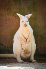 White Bennett's Wallaby at farm in the wildlife sanctuary / Macropus rufogriseus