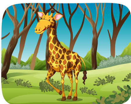 A giraffe in forest