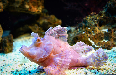 Weedy scorpionfish swimming fish tank underwater aquarium
