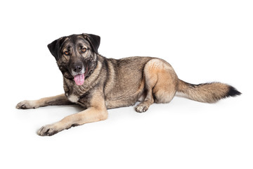 Giant Breed Friendly Dog Lying Down Looking Forward