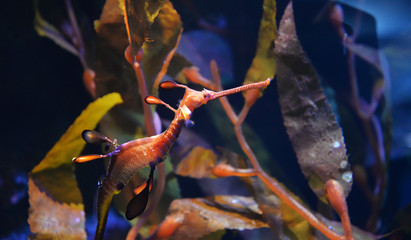 Sea dragon seahorse swimming underwater ocean