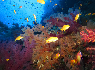 Obraz na płótnie Canvas Underwater world in deep water in coral reef and plants flowers flora in blue world marine wildlife, travel nature beauty exploration in diving trip,adventures recreation dive. Fish, corals,creatures