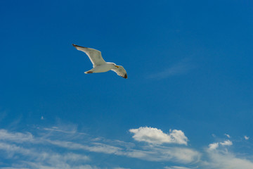 White gull flying Lower New York Bay