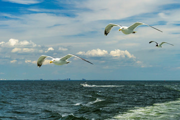 White gull flying Lower New York Bay