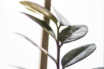 Plantas hojas close-up