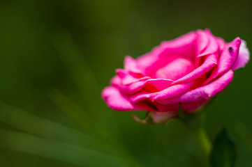 Pink Rose flower. Nature. close up, selective focus