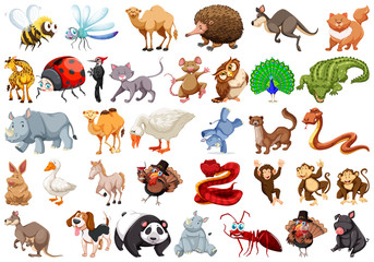 Fototapeta premium Set of cartoon animal