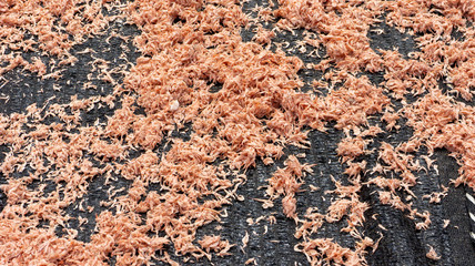 Dried shrimp process