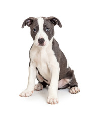 Grey and White Pit Bull Puppy Sitting Looking
