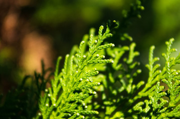 Incense cedar tree Calocedrus decurrens branch close up.