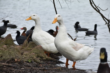 Naklejka na ściany i meble ducks stand tall among birds in water