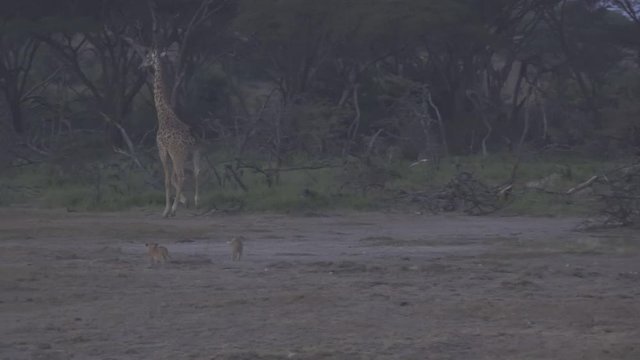 Lion Cubs Chase Giraffe