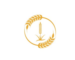 Agriculture wheat Logo Template vector icon