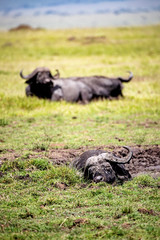 Lazy Cape Buffalo in Africa