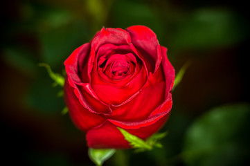 Beautiful Red Rose flower. Nature. close up, selective focus