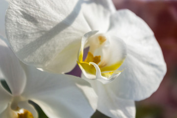 Beautiful blooming white Orchid flowers, selective focus, close up