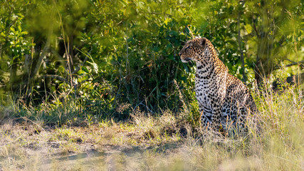 Leopard in Masai Mara Kenya Africa