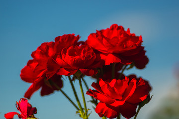 Red Rose flower. Nature. close up, selective focus