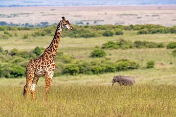 Masai Giraffe and Elephant in Kenya Africa