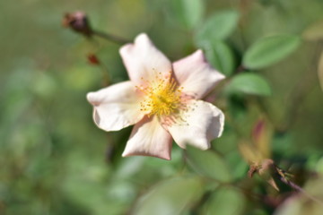 flower blooms in garden in spring