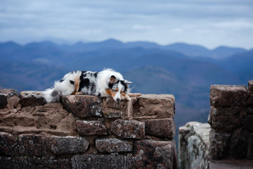 dog Australian shepherd lies on the stones. Pet at the ruins in nature. Journey, mountains, in the morning