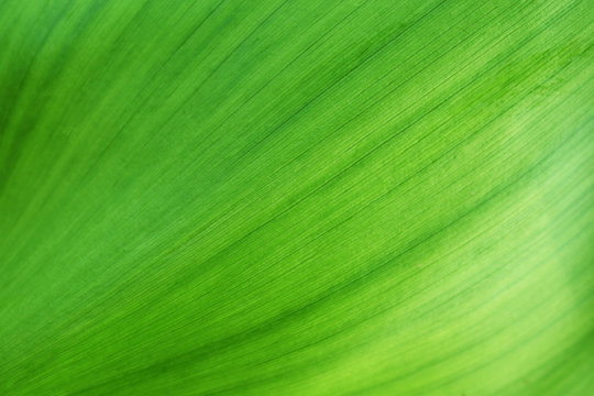texture of green leaf