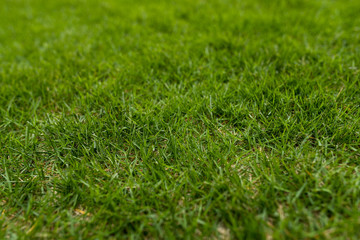 Green lawn on ground