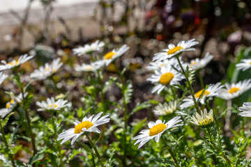 早春　花壇を彩るノースポール