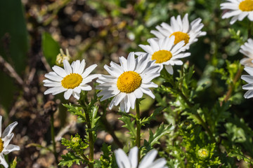 早春　花壇を彩るノースポール
