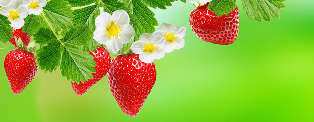 strawberry fresh garden