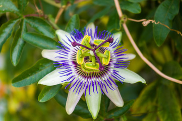 passion flower Passiflora caerulea Passionflower against green garden background