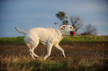 Yellow Labrador Retriever dog running with red ball