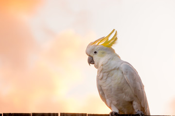 one male cockatoo white parrot perching branch with orange and pink sky clouds sunlight bird sunrise beautiful morning  Gold Coast Australia  © QuickStartProjects
