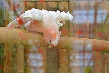 シャワーが大好きなクルマサカオウム